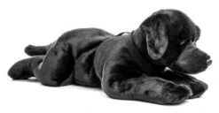 UNI-TOYS® Labrador Schwarz, Liegend - 60 Cm (Länge) - Plüsch-Hund, Haustier - Plüschtier Kuscheltiere -Kinderspielzeugladen 24283025 03